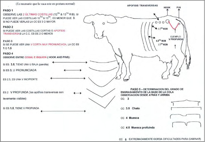 Como medir la condicion corporal en ganaderia ganado bovino paso a paso