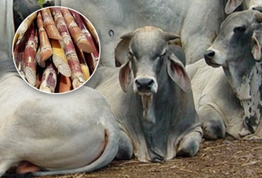 Utilizacion de la caña de azucar para la alimentacion ganaderia bovina y fincas ganaderas