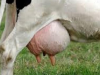 ¿Existe relacion entre la nutricion de vacas lecheras y la aparicion de mastitis?
