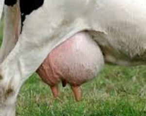 Existe relacion entre la nutricion de vacas lecheras y la aparicion de mastitis ganado bovino fincas ganaderas produccion animal
