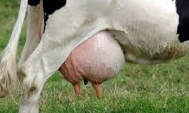 Existe relacion entre la nutricion de vacas lecheras y la aparicion de mastitis ganado bovino fincas ganaderas produccion animal