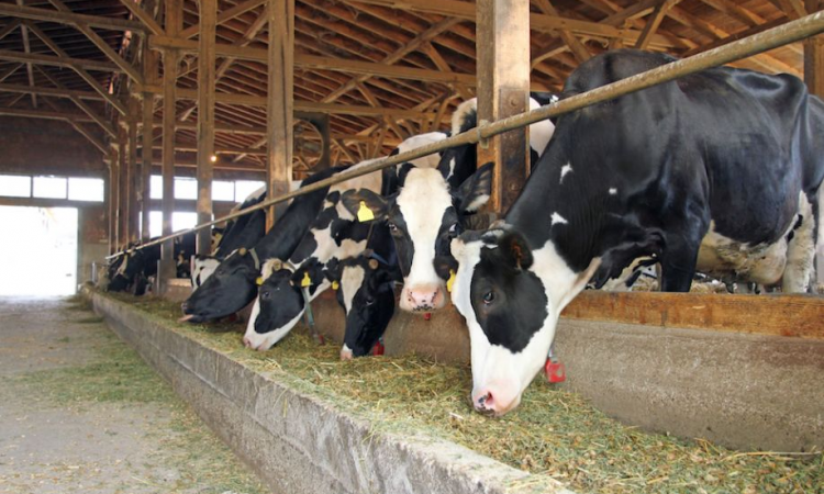 La alimentacion del animal influye en el sabor del queso calidad leche prouccion animal fincas ganaderas