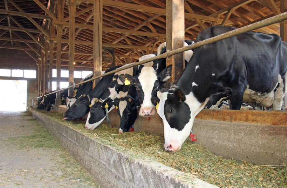 La alimentacion del animal influye en el sabor del queso calidad leche prouccion animal fincas ganaderas