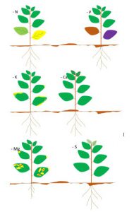 Arriba y a la izquierda: deficiencia de nitrógeno:clorosis en las hojas más viejas, arriba a la derecha: deficiencia de fósforo: antocianosis en las hojas más viejas, en el medio a la izquierda: deficiencia de potasio:clorosis en las hojas más viejas. Primero en las puntas, extendiéndose a los bordes, en el medio a la derecha: deficiencia de calcio: lesiones necróticas en los bordes de las hojas más jóvenes. En dicotiledóneas hojas acopadas, en monocotiledóneas hojas en espiral , abajo a la izquierda: deficiencia de magnesio: clorosis en las hojas más viejas. Primero en las puntas, extendiéndose a la lámina foliar, entre las nervaduras, acompañada a veces por puntos necróticos color marrón. Poco desarrollo de raiz, abajo a la derecha: deficiencia de azufre:clorosis en las hojas más jóvenes 