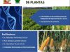 Diplomado en Mejoramiento Genético de Plantas