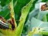 El gusano cogollero y el maíz: estrategias de predicción