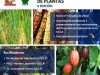 Diplomado en Mejoramiento Genético de Plantas